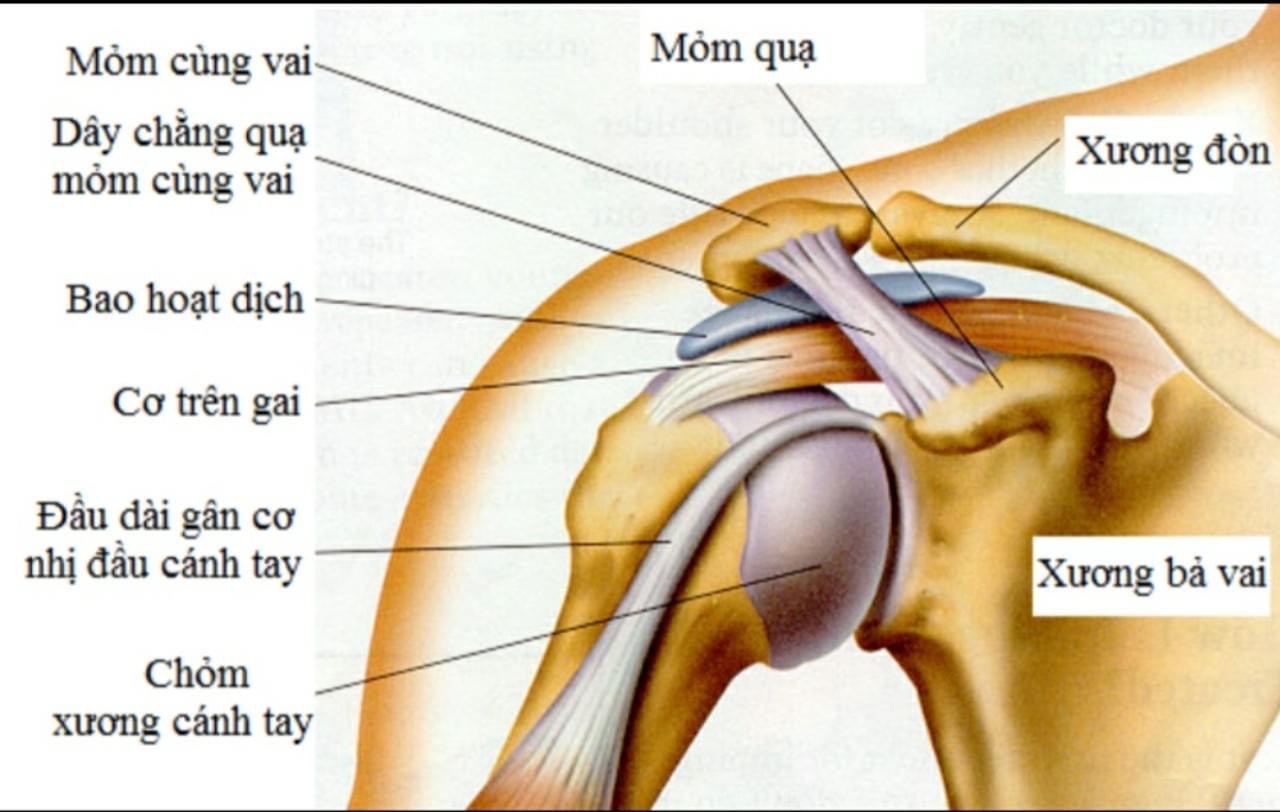 Các loại chấn thương vai.