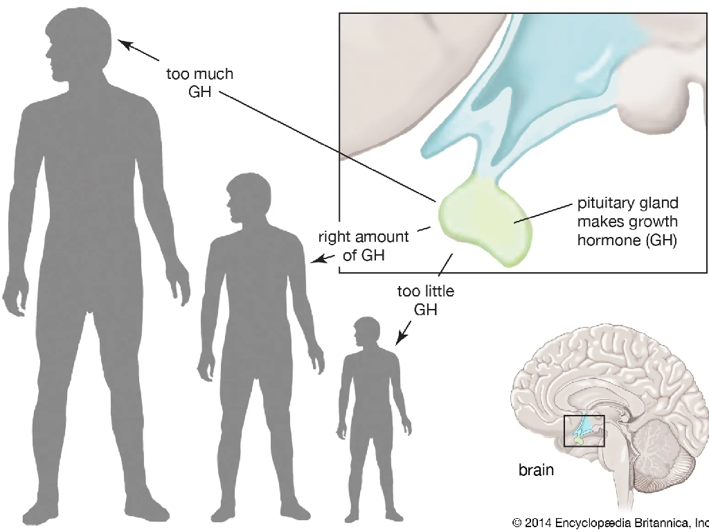 Hormone tăng trưởng là gì?